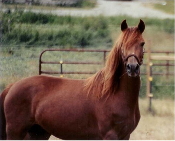 Morgan equine